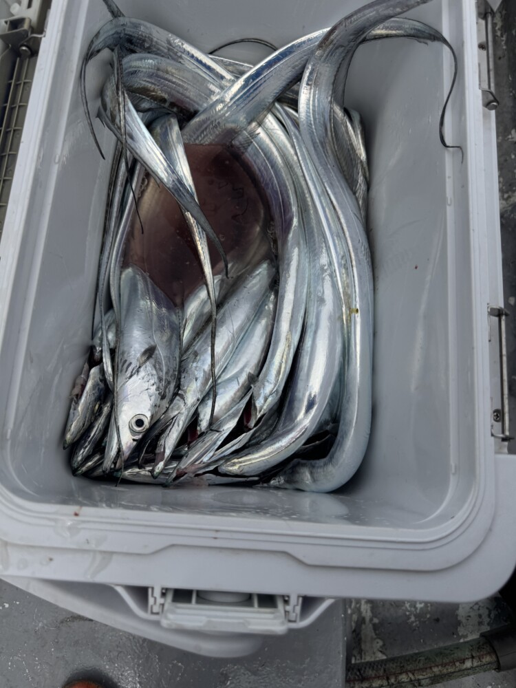 釣果写真