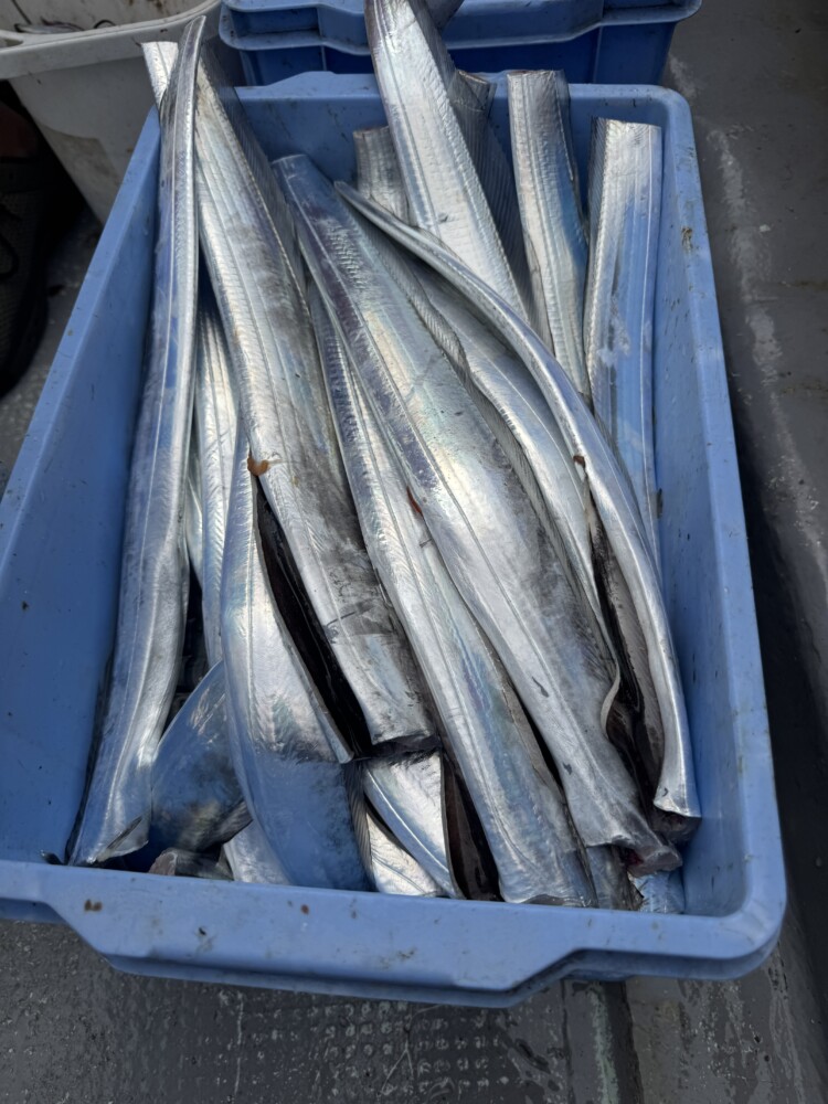 釣果写真
