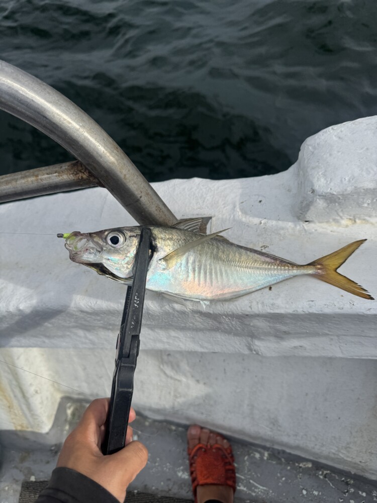 釣果写真