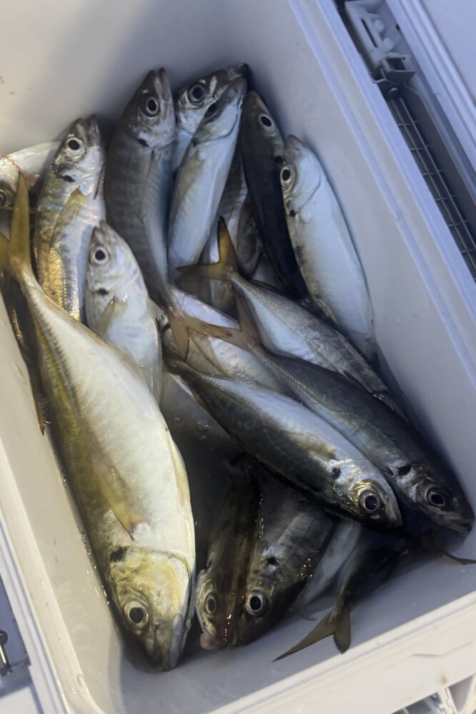 釣果写真
