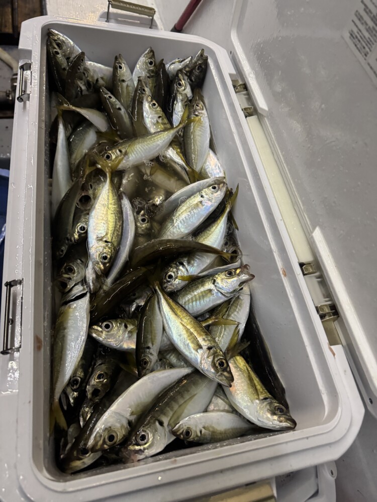 釣果写真