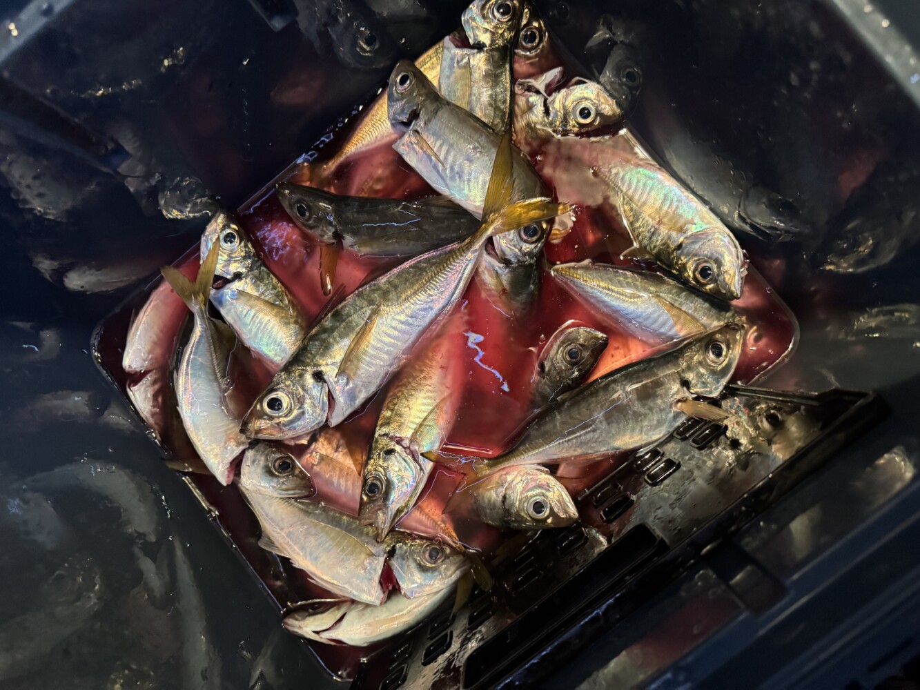 釣果写真