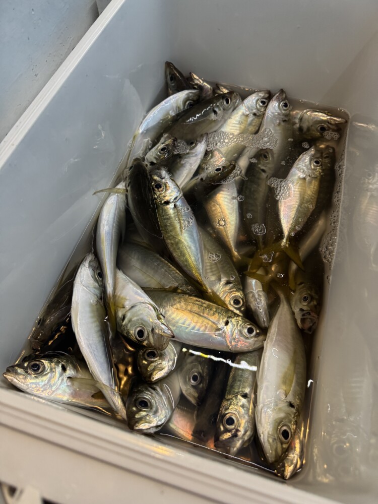 釣果写真