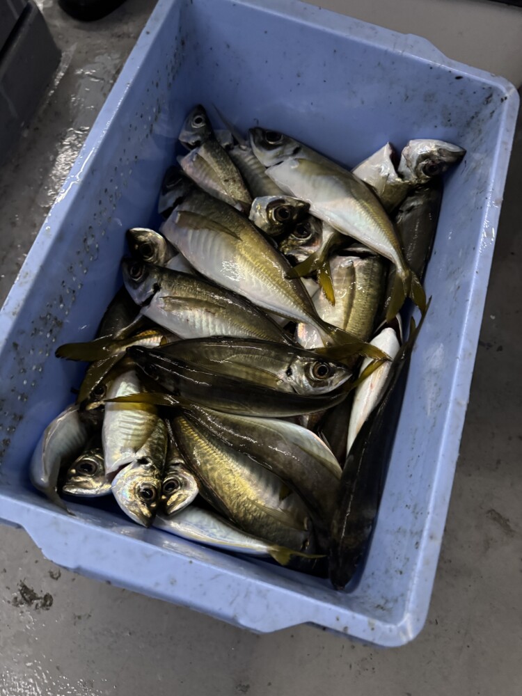 釣果写真