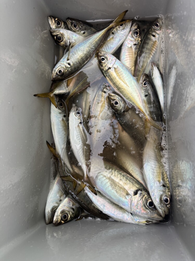 釣果写真