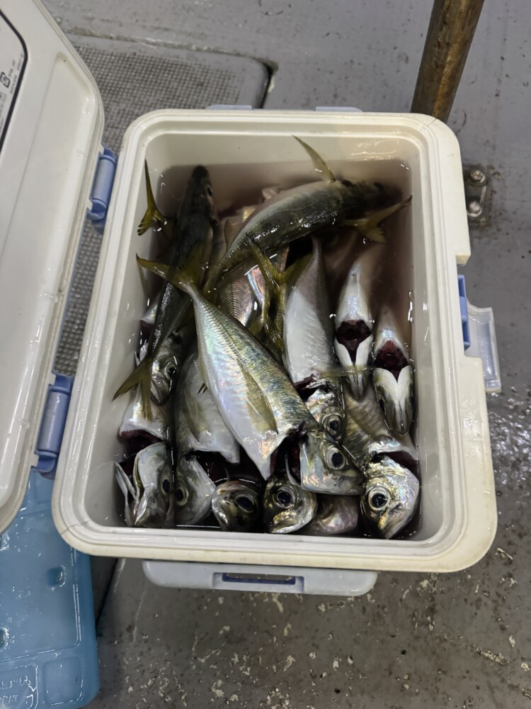 釣果写真