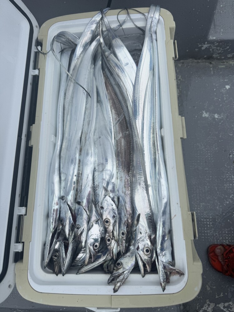 釣果写真