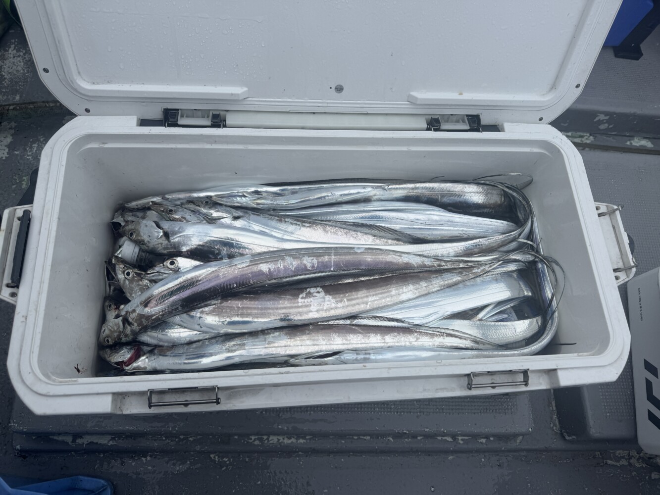 釣果写真