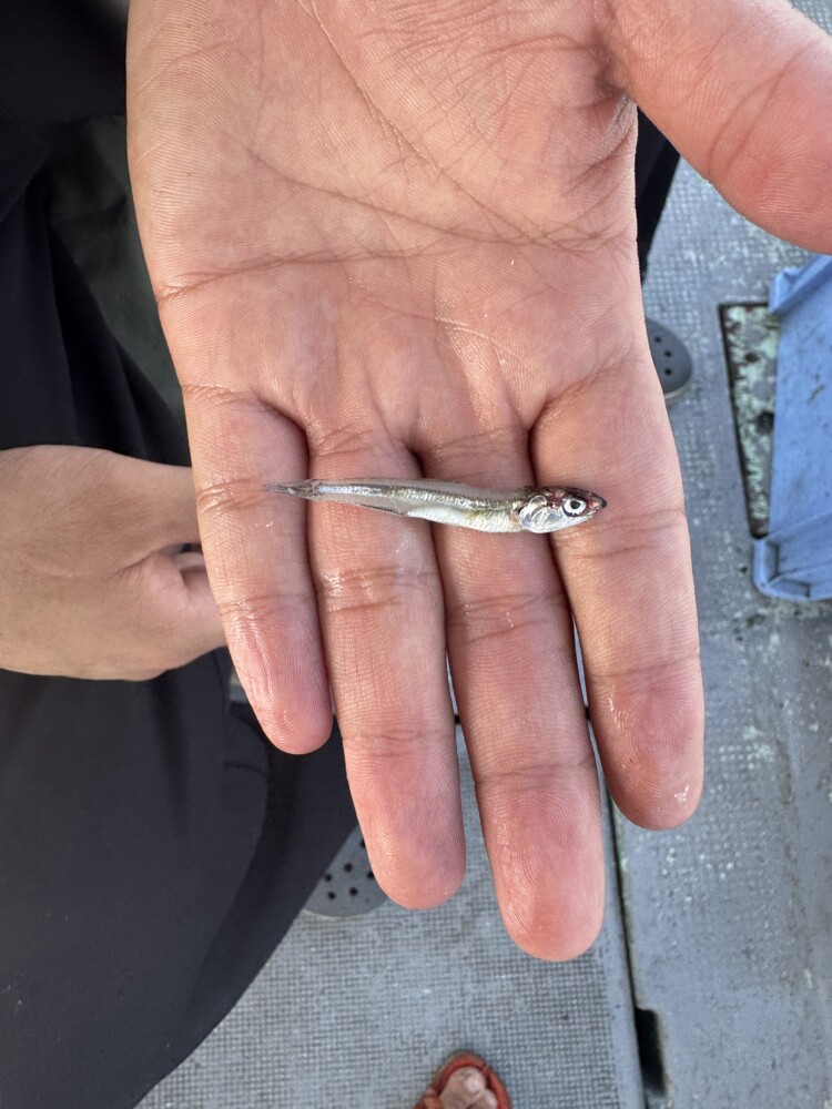 釣果写真