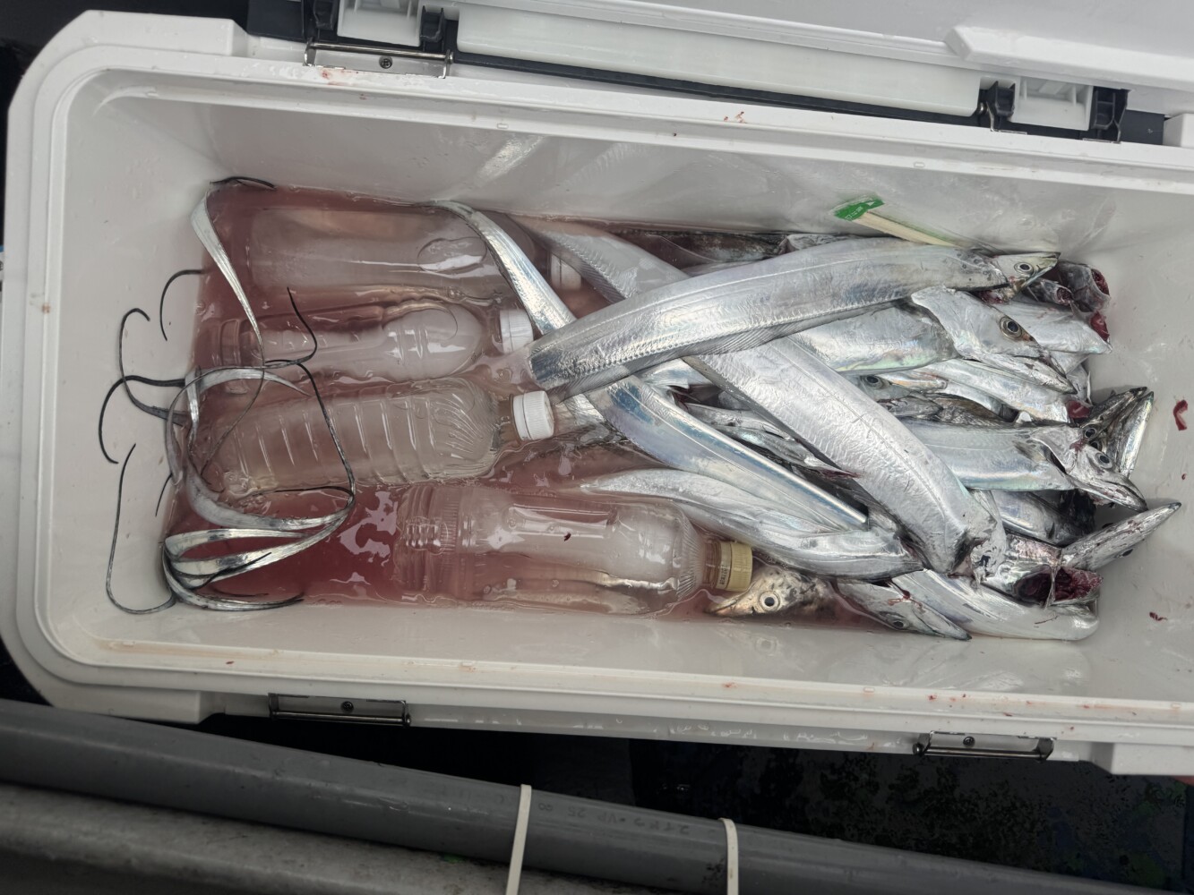 釣果写真