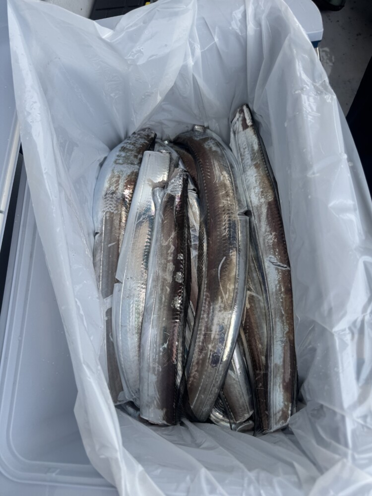 釣果写真