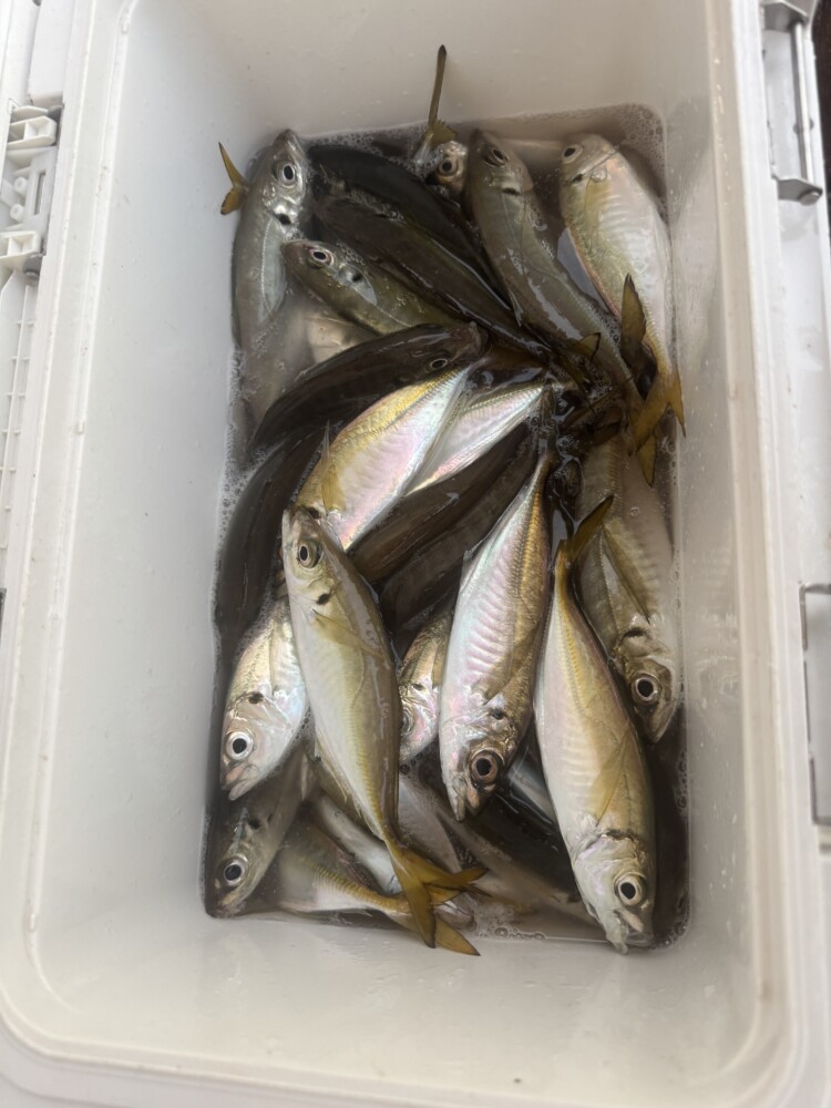 釣果写真
