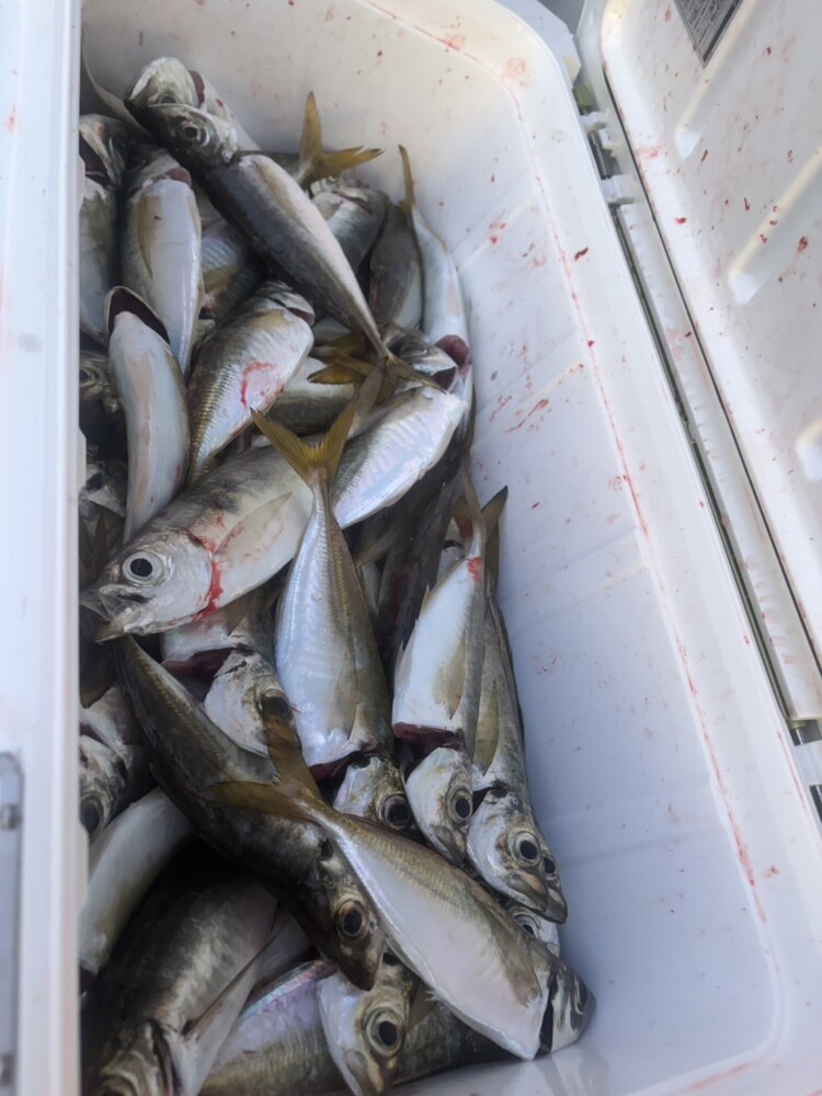 釣果写真