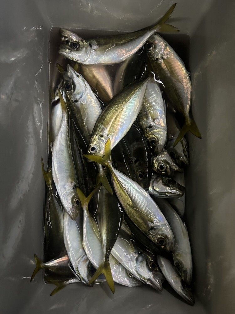 釣果写真