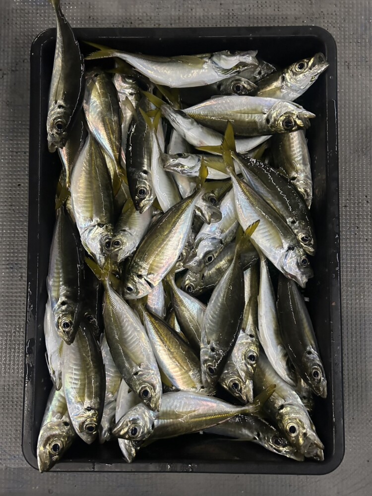 釣果写真