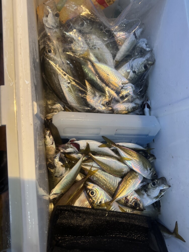 釣果写真