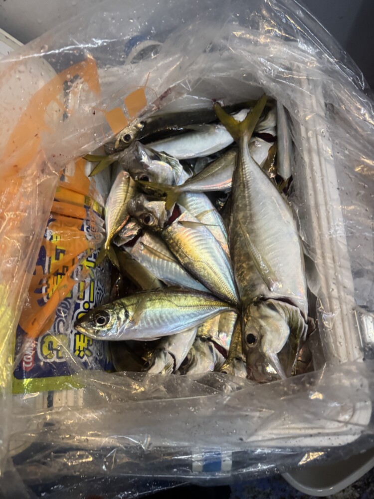 釣果写真