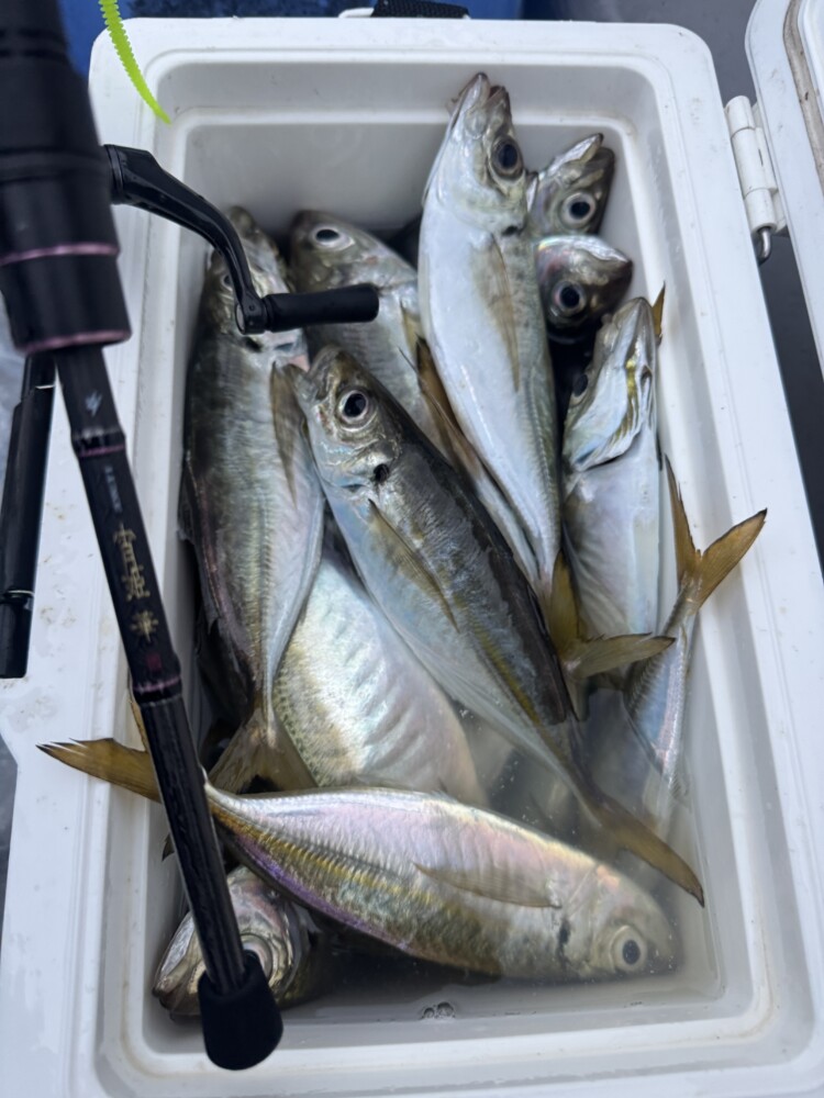 釣果写真