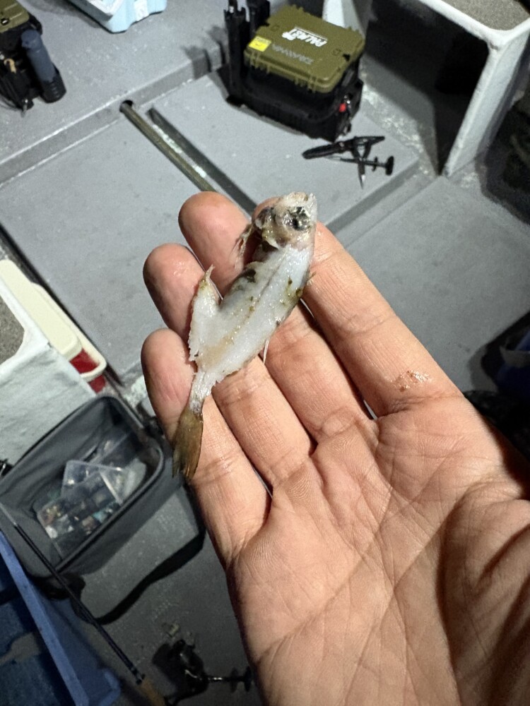 釣果写真