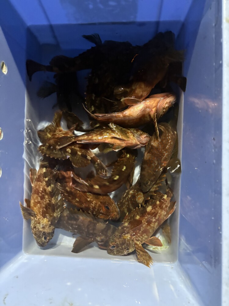 釣果写真