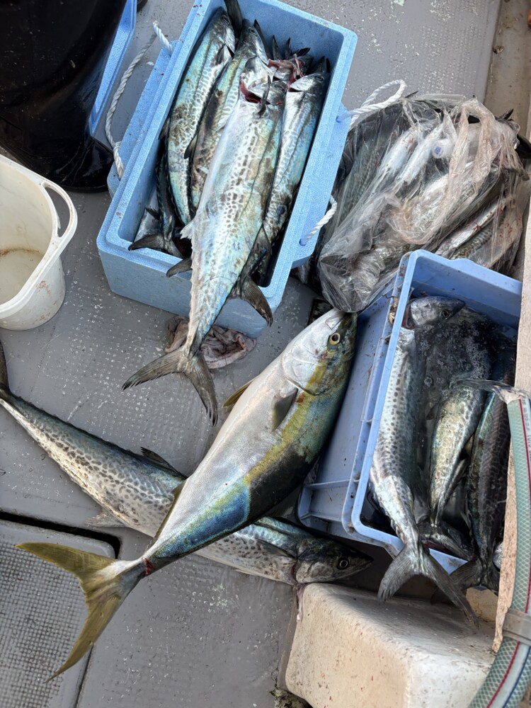 釣果写真