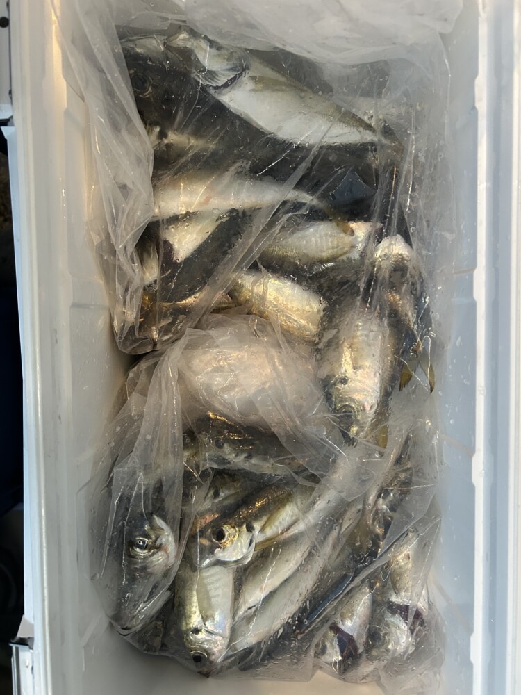 釣果写真
