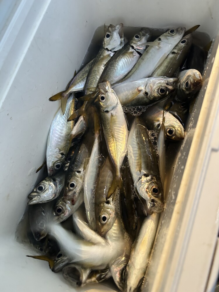 釣果写真