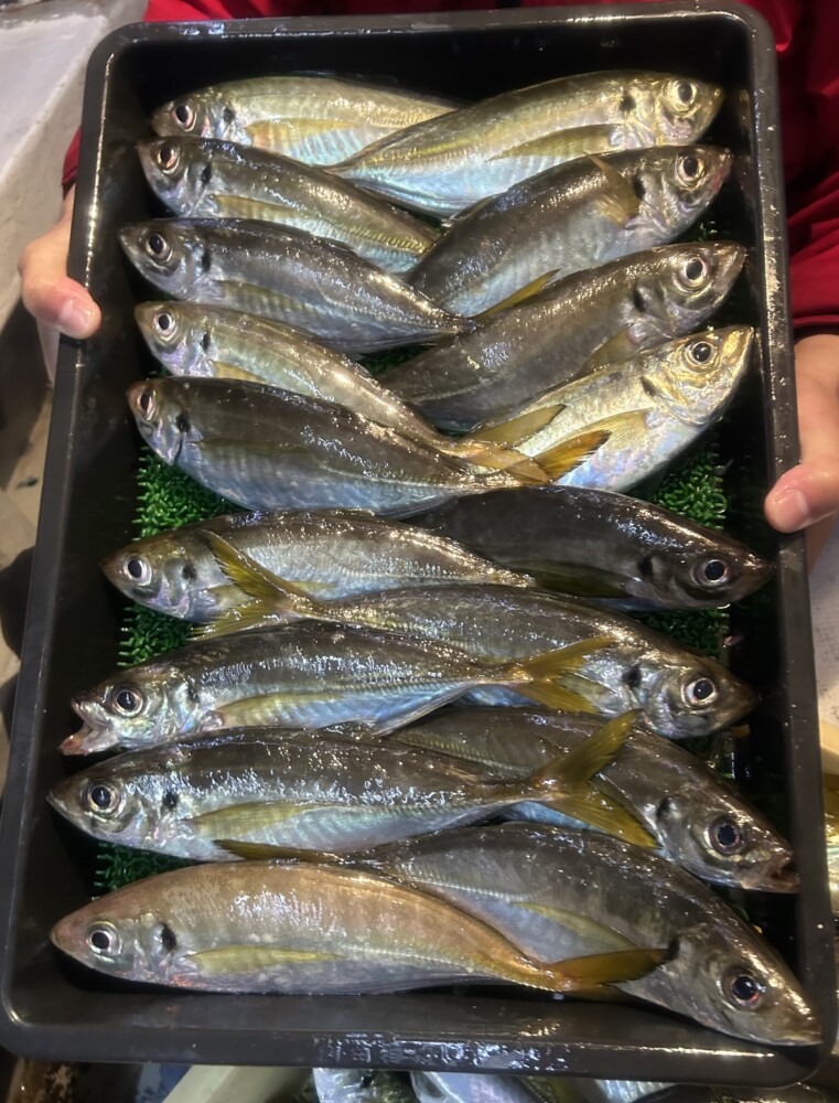 釣果写真