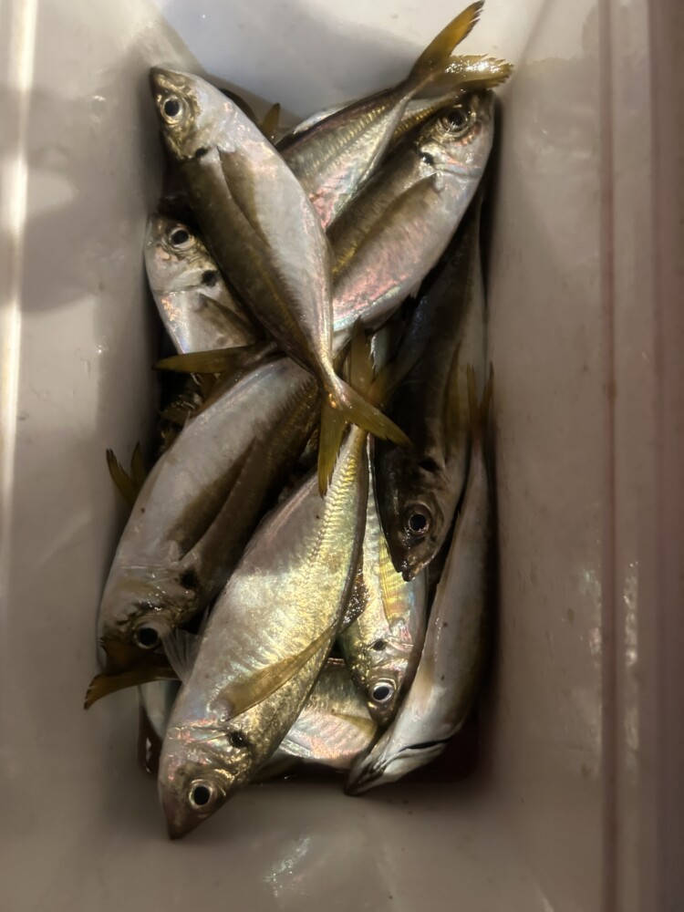 釣果写真
