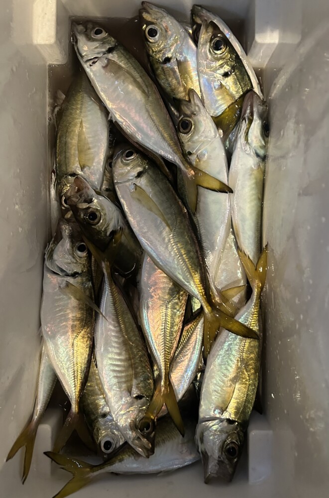 釣果写真