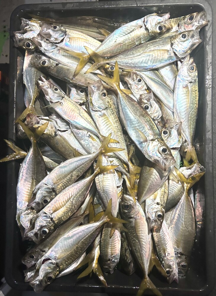 釣果写真