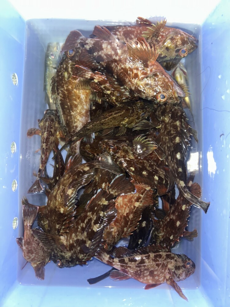 釣果写真