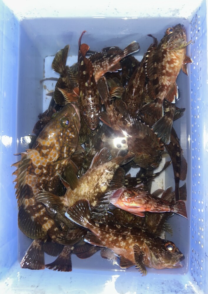釣果写真