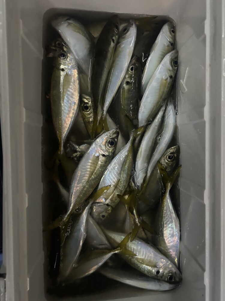 釣果写真