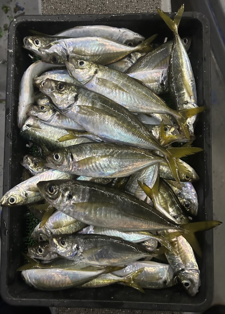 釣果写真