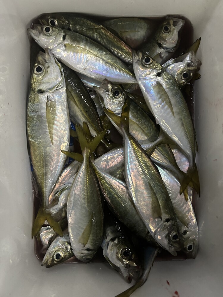 釣果写真