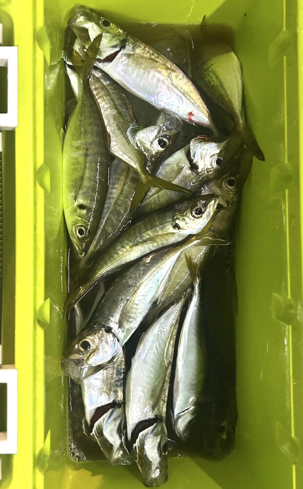釣果写真