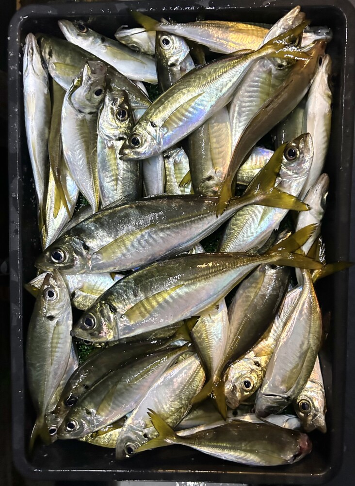 釣果写真