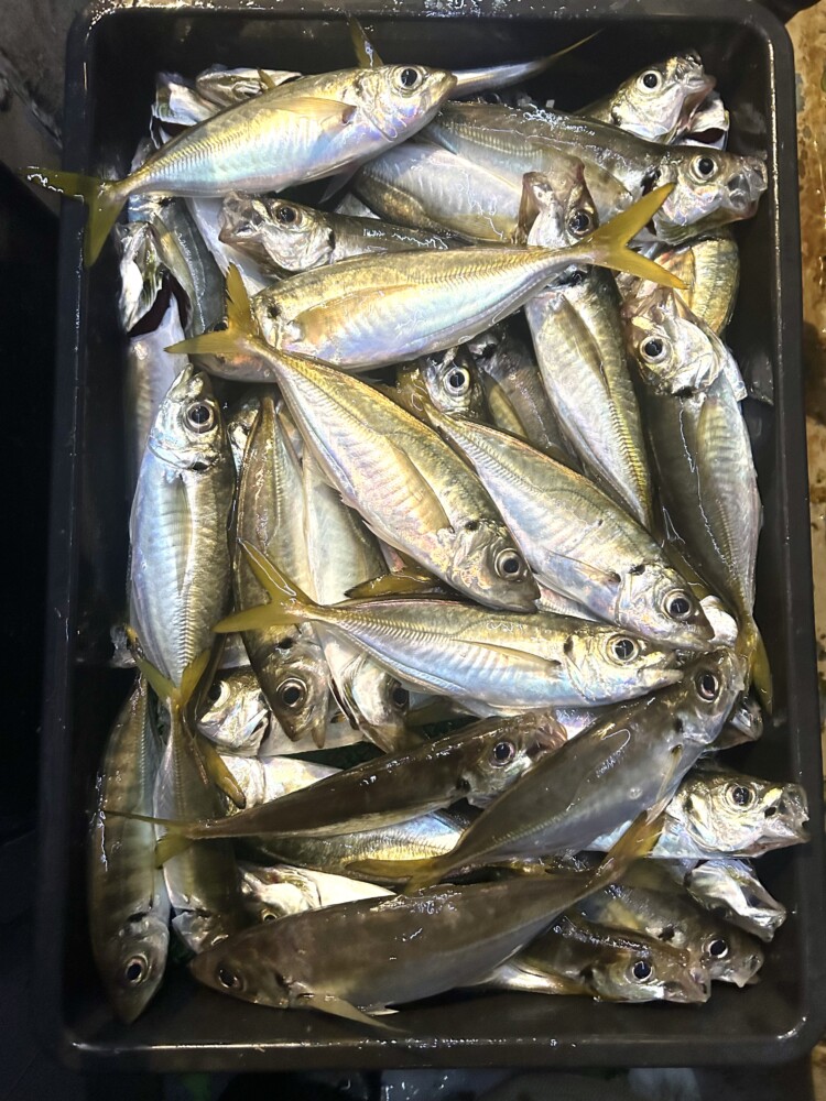 釣果写真