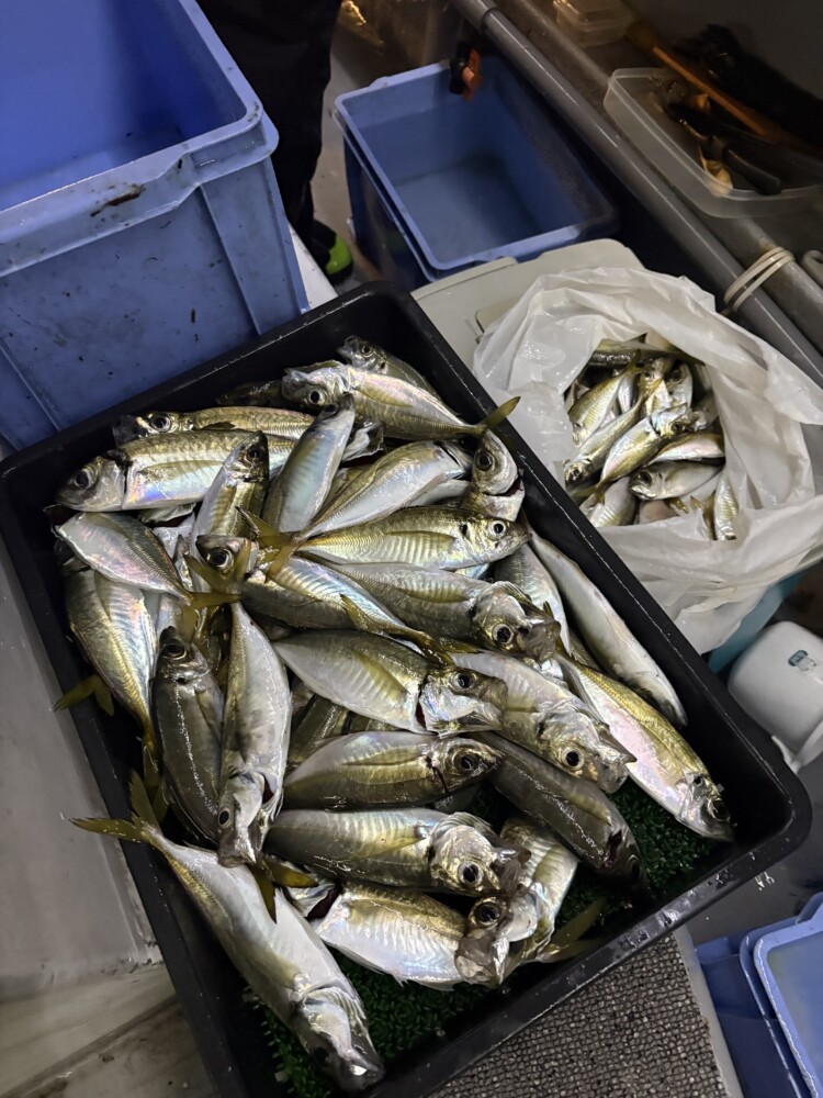 釣果写真