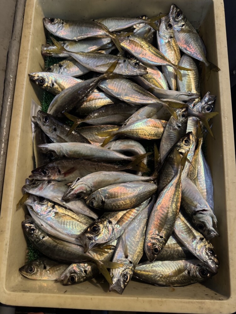 釣果写真