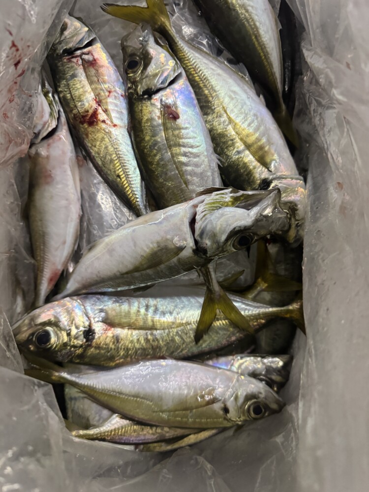 釣果写真