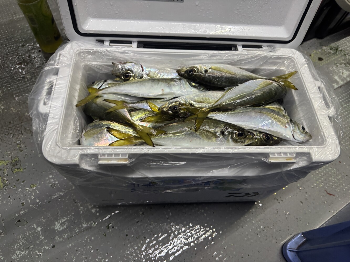 釣果写真