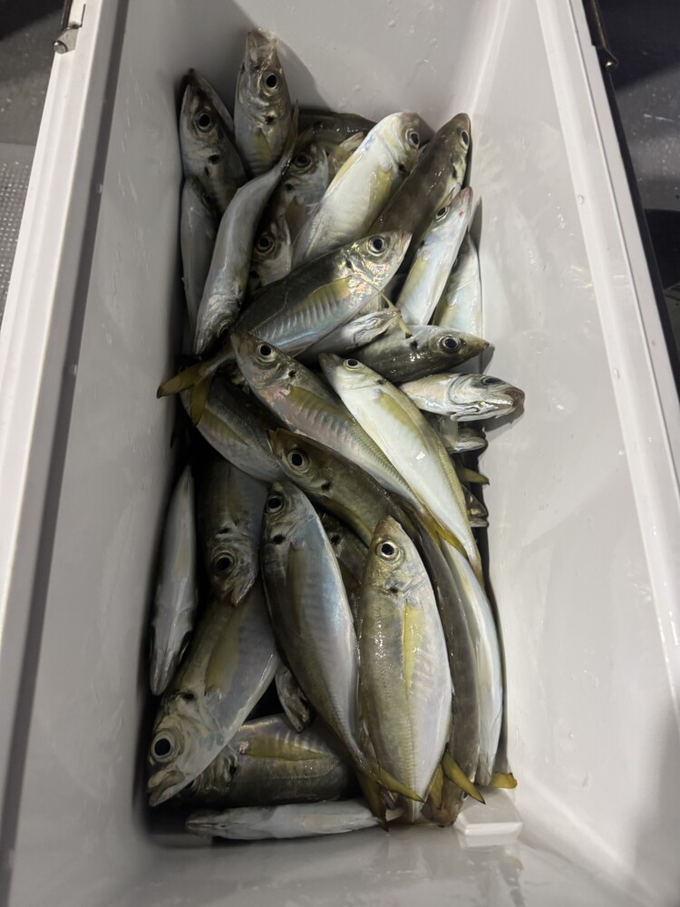 釣果写真