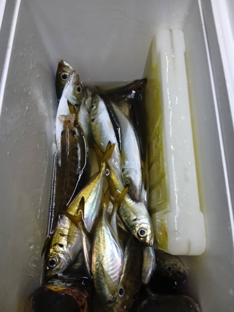 釣果写真