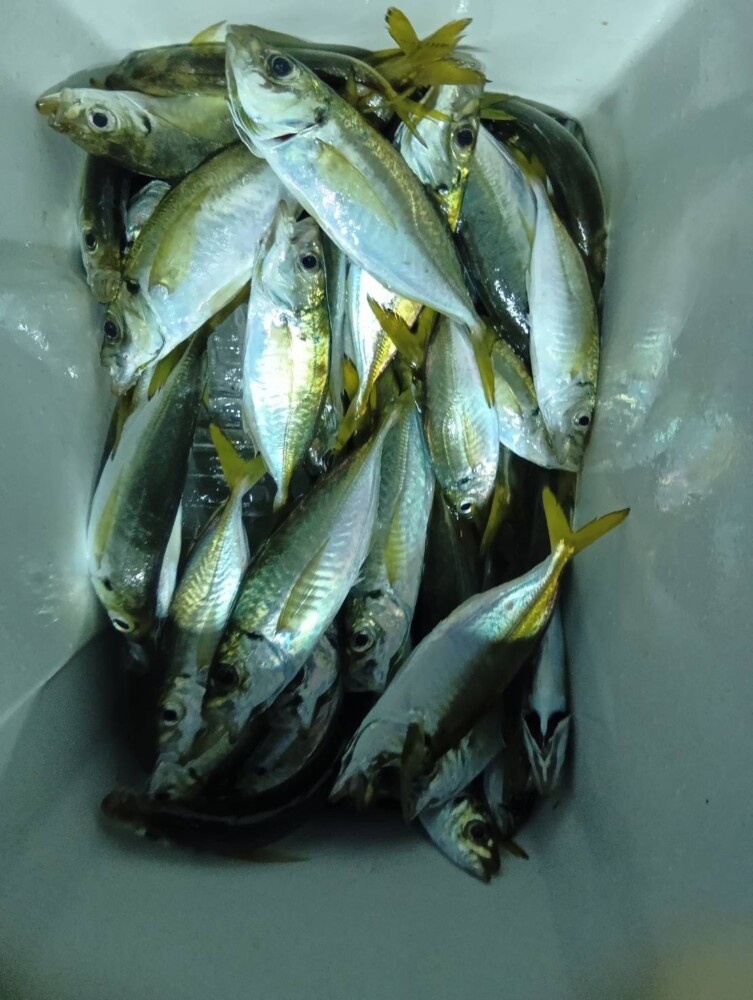 釣果写真