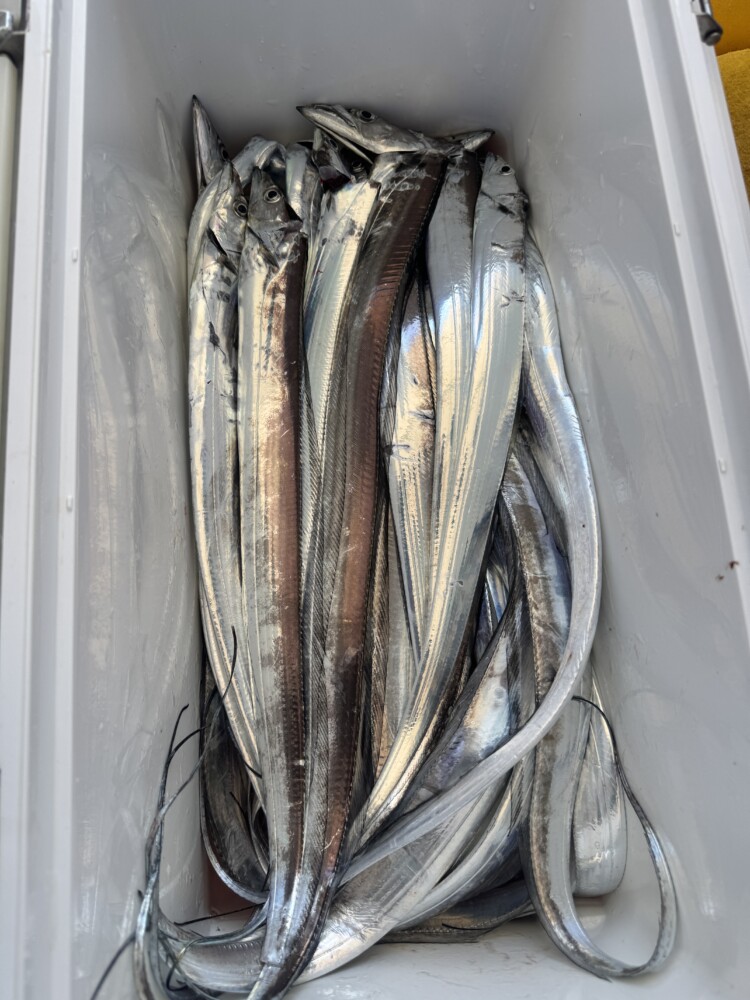 釣果写真