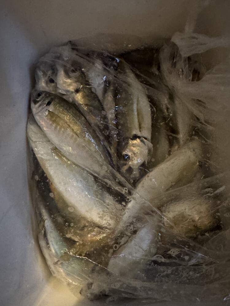 釣果写真