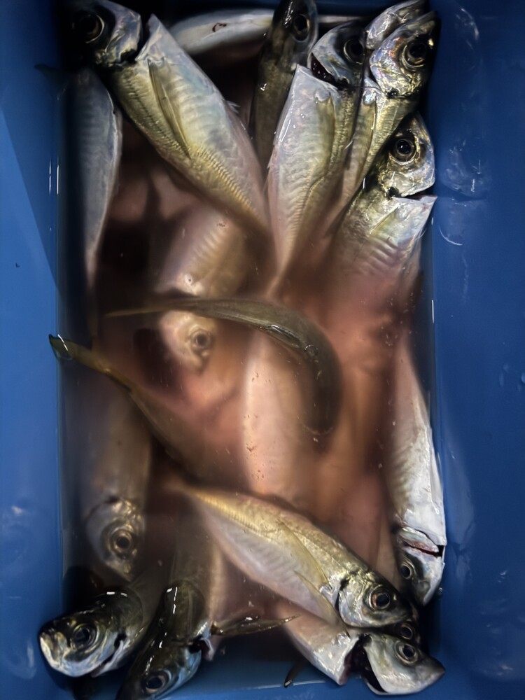 釣果写真