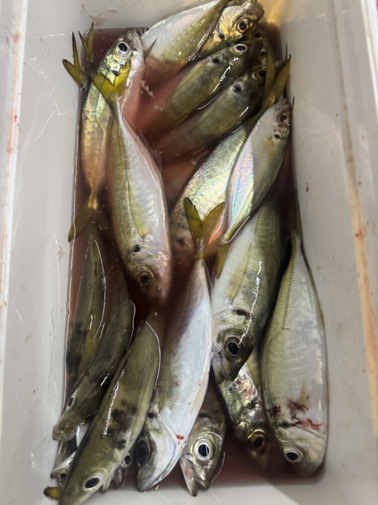 釣果写真